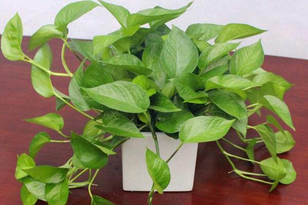 綠蘿要曬太陽嗎，可以放在半陰的環(huán)境中養(yǎng)護