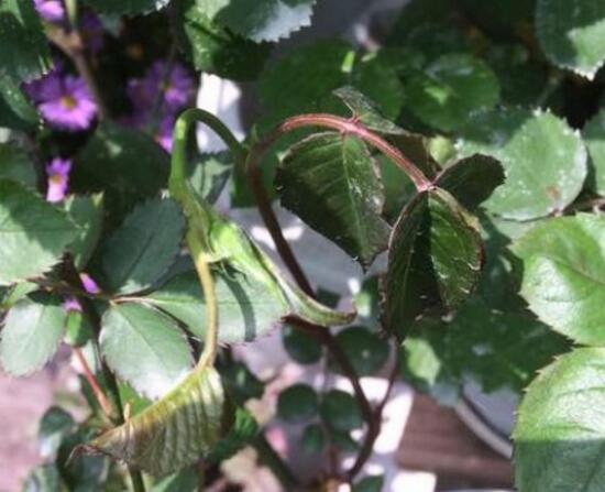 月季花焉了怎么辦，三個妙招讓它重新恢復(fù)生機(jī)