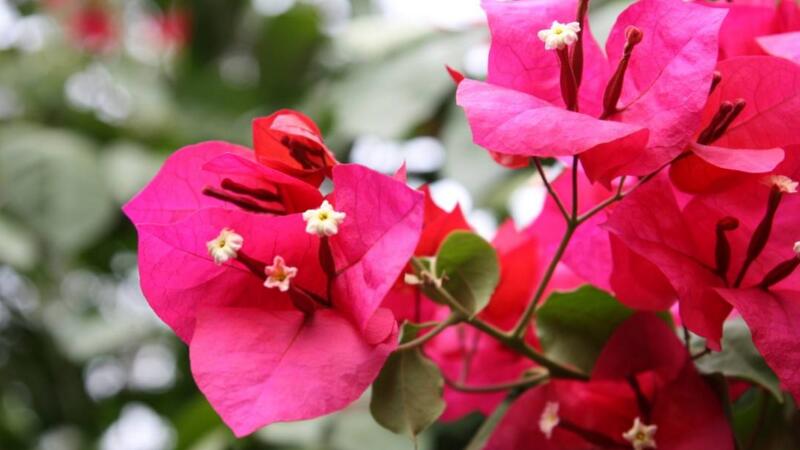 三角梅的養(yǎng)殖方法和注意事項