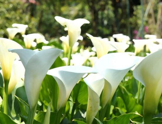 馬蹄蓮的養(yǎng)殖方法圖解，老農(nóng)總結(jié)六點最實用的基本方法