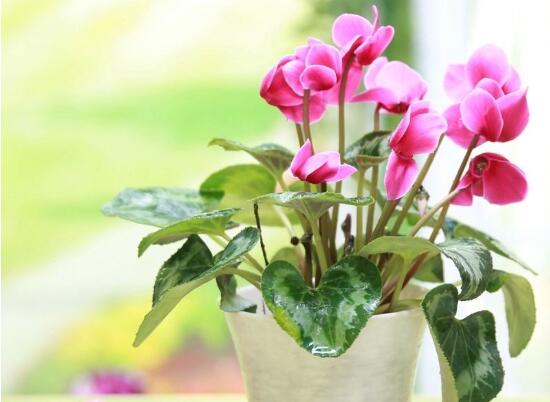 仙客來(lái)盆栽注意什么，盆栽仙客來(lái)養(yǎng)護(hù)方法