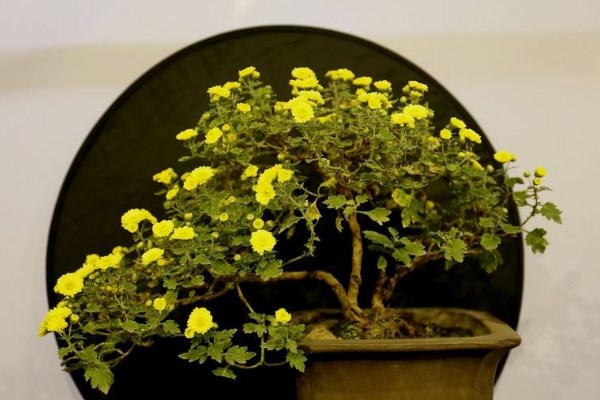 菊花怎么催花，保證養(yǎng)分充足并加強光照