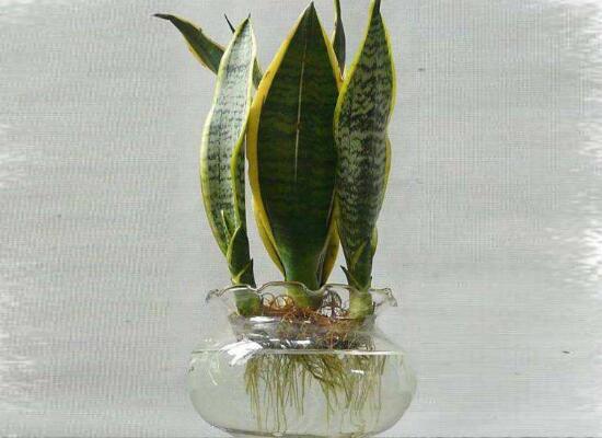 虎皮蘭可以水培嗎，虎皮蘭水培生根方法