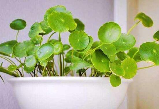 銅錢草爛根是什么原因，銅錢草爛根了怎么辦