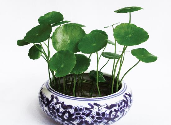 銅錢草爛根是什么原因，銅錢草爛根了怎么辦