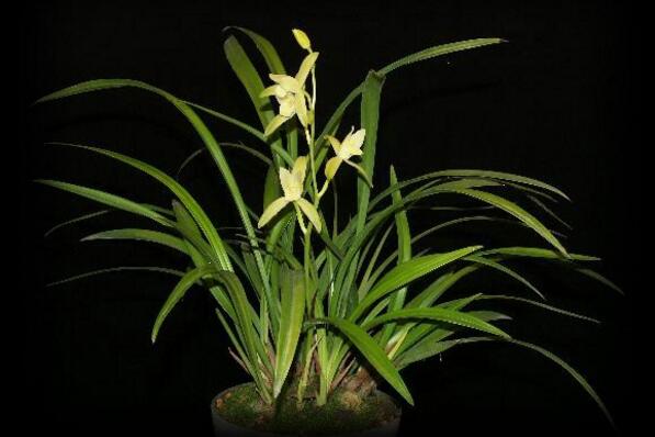 蘭花幾月開，不同品種開花時(shí)期不同