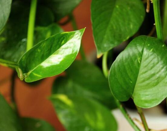 綠蘿葉子枯萎怎么辦，四種原因以及解決辦法