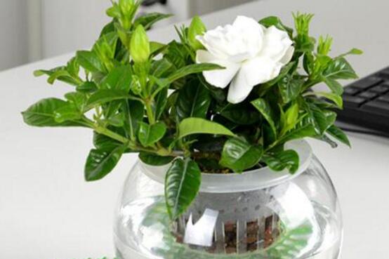 桅子花怎么扦插，老農(nóng)總結(jié)兩大扦插繁殖方法(水插與土插)