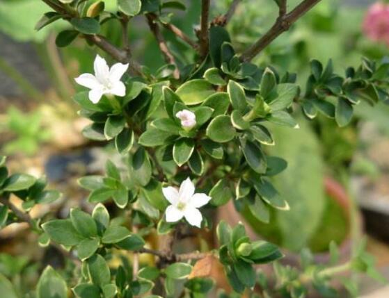 六月雪的品種，盤點六月雪最受歡迎的三大品種