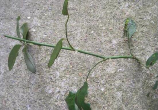 月季花的扦插懶人方法，教你兩種最簡單繁殖方法(土插與水插)