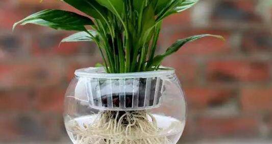 水培長(zhǎng)壽花注意事項(xiàng)，及時(shí)換水是關(guān)鍵