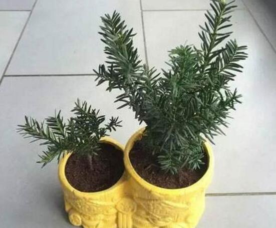 紅豆杉盆景怎么修剪，遵循兩點(diǎn)原則掌握六點(diǎn)方法