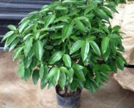 平安樹(shù)栽上多久能施肥，平安樹(shù)怎么施肥