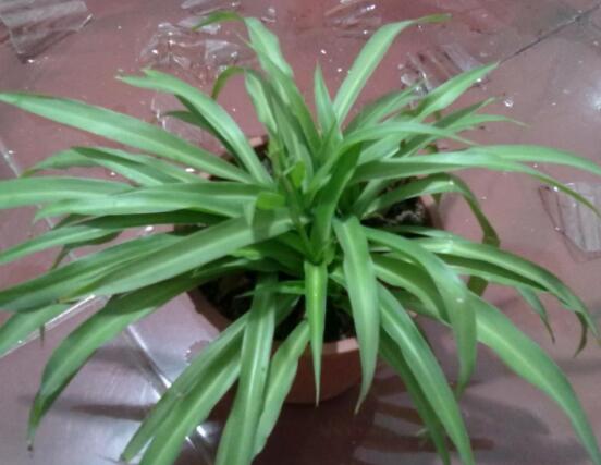 吊蘭多久澆一次水，每個(gè)季節(jié)保持盆土微濕潤(rùn)環(huán)境