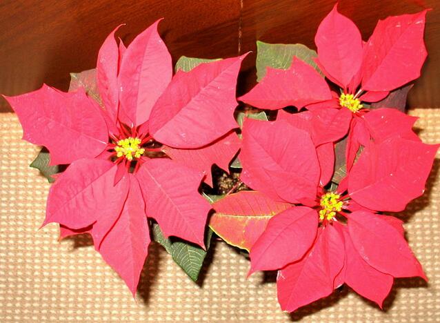 一品紅花放室內(nèi)對身體有害嗎，可以放在室內(nèi)但是不要碰到它的汁液