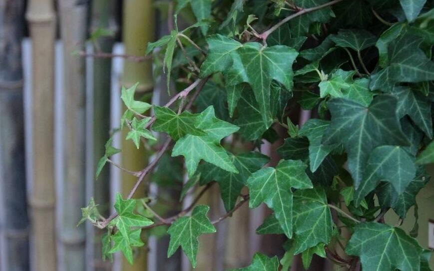 常春藤葉子發(fā)蔫咋補救，適合的光照和溫度很重要