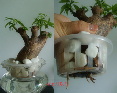 發(fā)財樹水培方法圖解