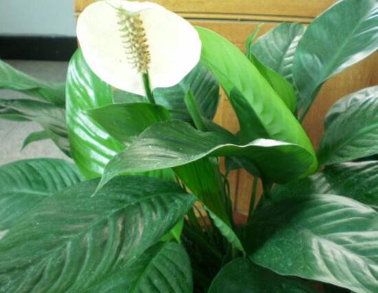 一帆風順土培改水培，做好這六大要點即可快速水培生根