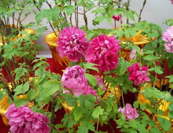 牡丹花爛根怎么辦，牡丹花爛根解決辦法