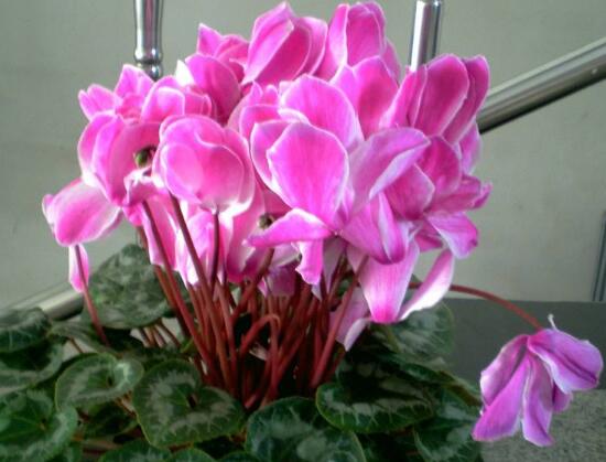 仙客來有毒嗎，仙客來可以放在臥室嗎/誤食會中毒