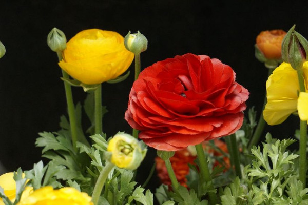 花毛茛的花語是什么，受歡迎/有魅力/高貴典雅