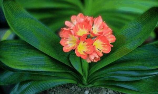 君子蘭養(yǎng)幾年才開花，養(yǎng)護得當年年都可以開花