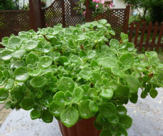 碰碰香如何澆水，做到見干見濕原則