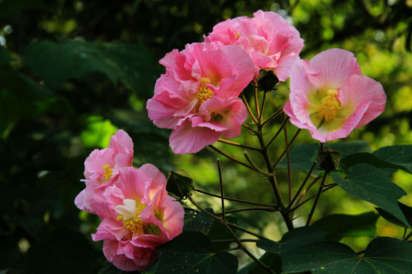 芙蓉是荷花嗎，只有水芙蓉才是荷花