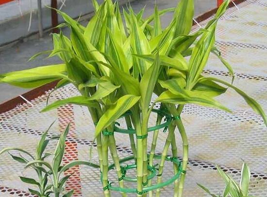 富貴竹怎么澆水，富貴竹用什么水養(yǎng)最好