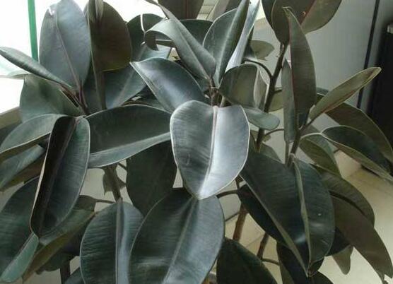 橡皮樹(shù)長(zhǎng)黑斑怎么辦，兩種原因以及解決辦法