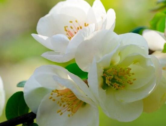 海棠花怎么養(yǎng)，海棠花的養(yǎng)殖方法和注意事項(xiàng)