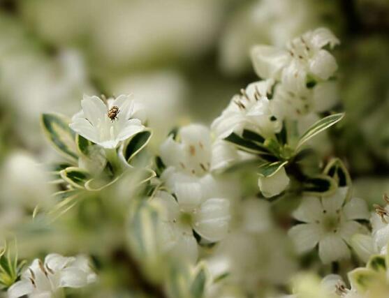 六月雪怎么澆水，六月雪澆水方法