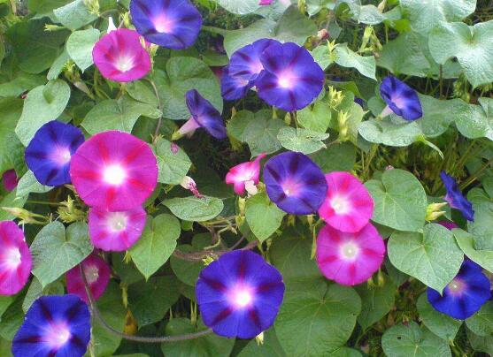 牽牛花有毒嗎，牽牛花適合在室內(nèi)養(yǎng)嗎