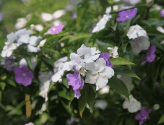 番茉莉怎么養(yǎng)，八大方法教你養(yǎng)得郁郁蔥蔥