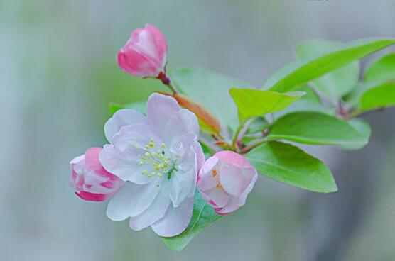 海棠花風(fēng)水寓意，金玉滿堂、富貴迎春