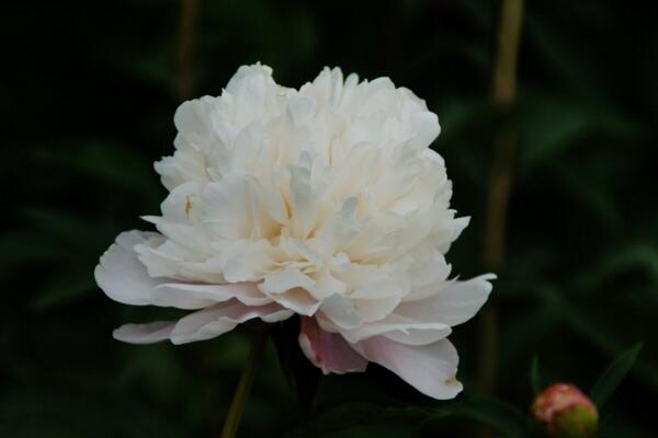 牡丹花象征著什么意義，美麗、富貴的象征