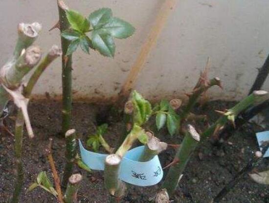 月季花怎么修剪，月季花的修剪方法