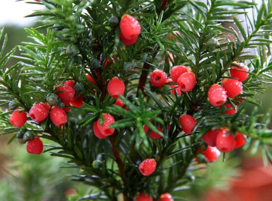 紅豆杉的養(yǎng)殖方法和注意事項，七大基本方法養(yǎng)殖郁郁蔥蔥