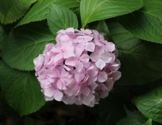 繡球花盆栽養(yǎng)殖方法全解，老農(nóng)教你八大養(yǎng)殖基本方法