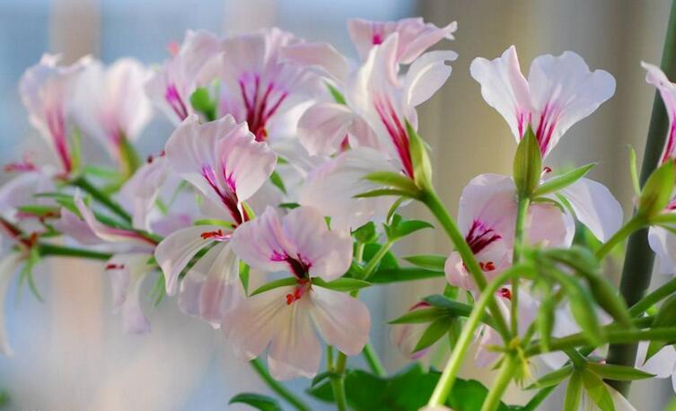 天竺葵扦插方法與時間，可以在春秋季節(jié)進行杵插