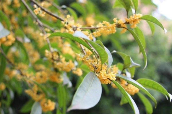 桂花樹什么時(shí)候移植好