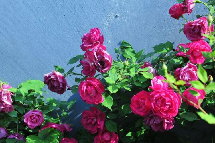 月季花的栽培杵插應(yīng)該在幾月份，簡單快捷的杵插方法