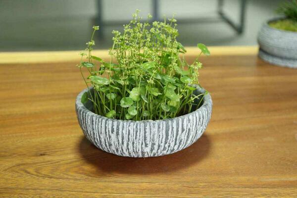 銅錢草開花了怎么辦，分為留種處理和不留種處理