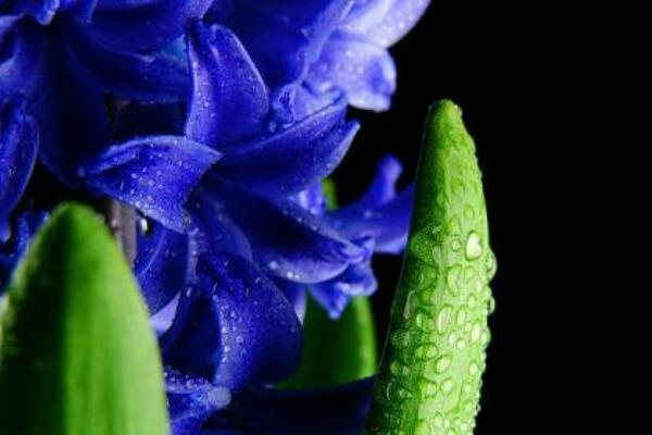 風(fēng)信子花謝了怎么處理，花謝了不要丟、保留種球來年還可以開花