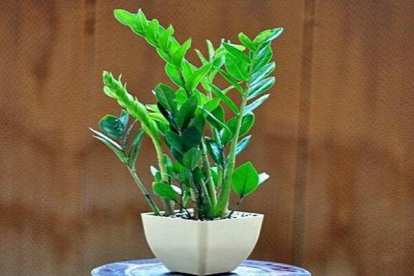 金錢樹長得太高怎么辦，適當修剪并加強管理