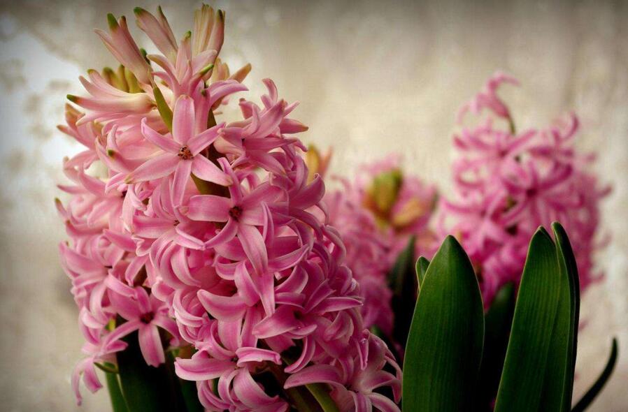 風(fēng)信子的傳說，古希臘神話中的爛漫之花