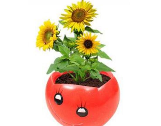 向日葵的藥用價(jià)值，向日葵的功效與作用