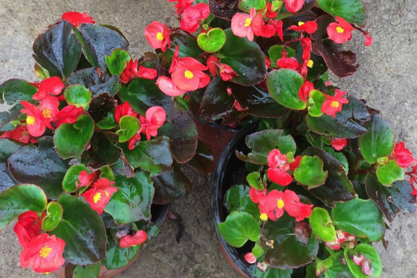 盆栽海棠花的養(yǎng)殖方法，生長過程中不可缺水