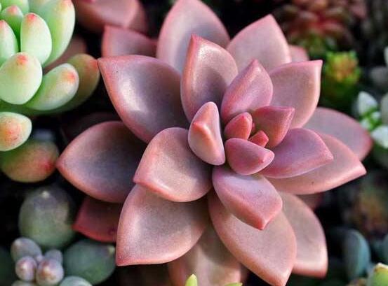 寶石花怎么繁殖，老農(nóng)總結(jié)四種繁殖方法(播種繁殖簡單易學(xué))