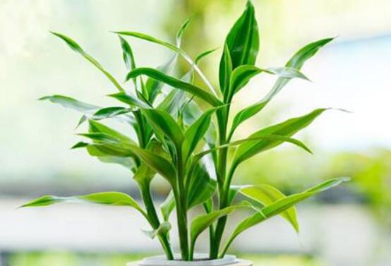 富貴竹應(yīng)該養(yǎng)幾支才合適，盤(pán)點(diǎn)最合適的五種養(yǎng)支數(shù)(1/2/6/8/9)